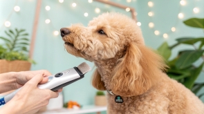 Best_Clipper_for_a_Poodle_Tested_and_Reviewed_0001