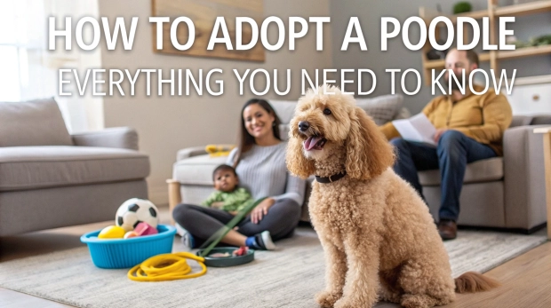 how-to-adopt-a-poodle-1