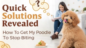 how-to-get-my-poodle-to-stop-biting-1