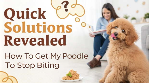 how-to-get-my-poodle-to-stop-biting-1