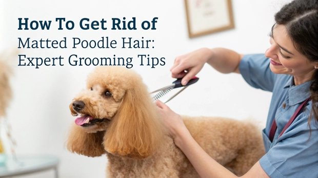 how-to-get-rid-of-matted-poodle-hair-transform-your-pup