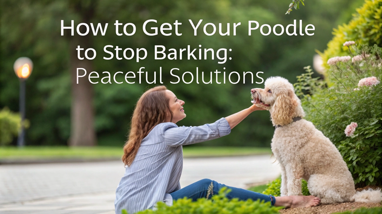 how-to-get-your-poodle-to-stop-barking-1