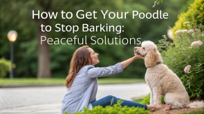 how-to-get-your-poodle-to-stop-barking-1