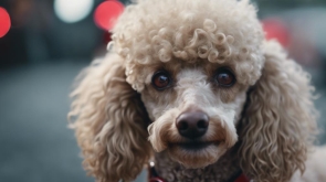 How to Keep My Poodle'S Eyes Clean: Essential Care Tips & Tricks