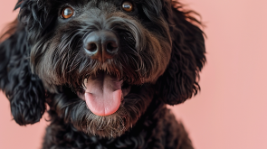 How to Make Poodle Hair Curly Naturally: Unleash Adorable Waves