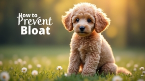 how-to-prevent-bloat-in-poodles-simple-steps-to-protect-your-dog-3