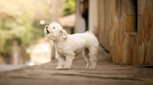 Do Poodles Howl? Decoding the Poodle'S Howling Behavior