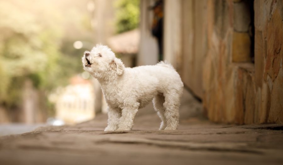 Do Poodles Howl? Decoding the Poodle'S Howling Behavior