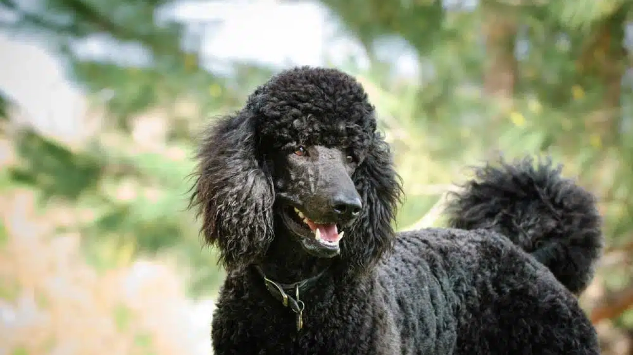 Do Poodles Shed Their Puppy Coat? Timeline Explained