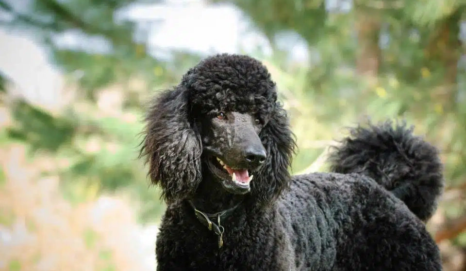 Do Poodles Shed Their Puppy Coat? Timeline Explained