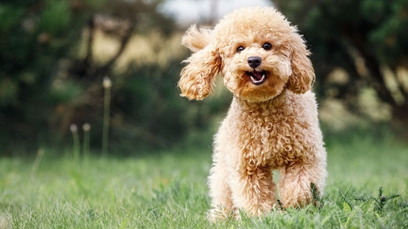 How to Find a Reputable Poodle Breeder Without the Hassle