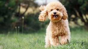 How to Find a Reputable Poodle Breeder Without the Hassle