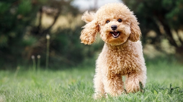 How to Find a Reputable Poodle Breeder Without the Hassle