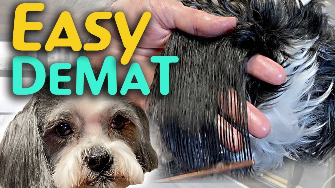 How to Get Mats Out of Poodle Ears Without Hurting Them