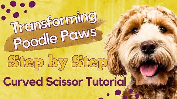 How to Get Mats Out of Poodle Hair: Step-By-Step Grooming Guide