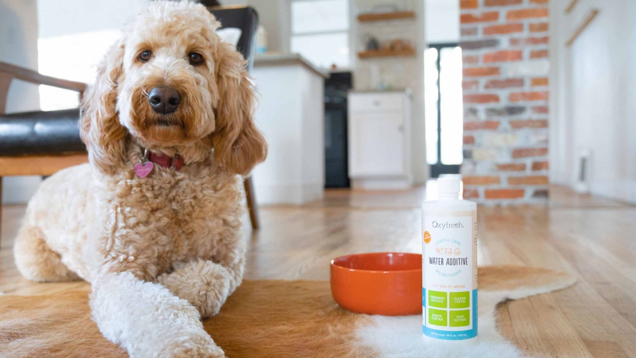 How to Get Rid of Poodle Bad Breath: Easy Solutions That Work