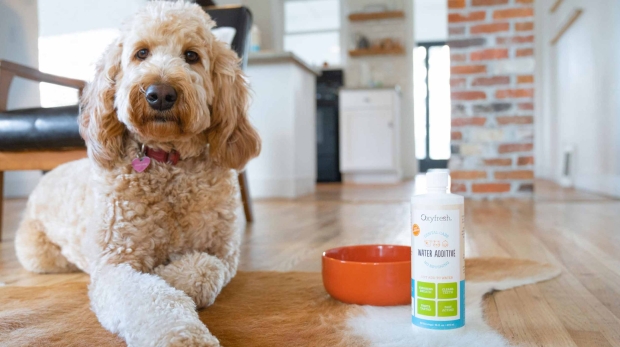 How to Get Rid of Poodle Bad Breath: Easy Solutions That Work