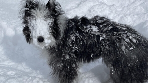 How to Keep Snowballs Off Poodle: Easy Tips for Winter Care