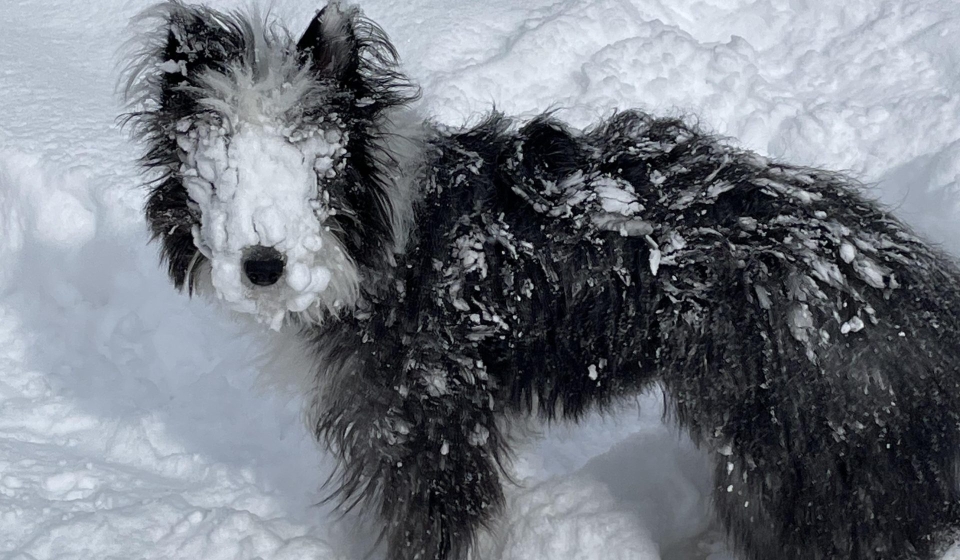 How to Keep Snowballs Off Poodle: Easy Tips for Winter Care