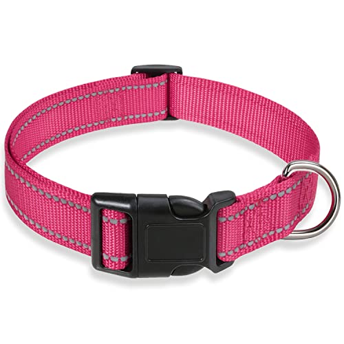10 Best Dog Collars for Poodles: Stylish, Comfortable, and Adjustable Picks