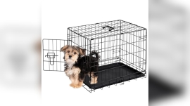 Best Dog Crates for Poodles