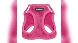 Best Dog Harnesses for Poodles