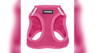 Best Dog Harnesses for Poodles