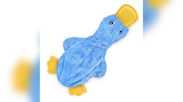 Best Dog Toys for Poodles