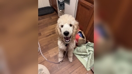 Can I Bathe My Poodle Once a Week?