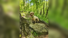 Can Mini Poodles Hike?