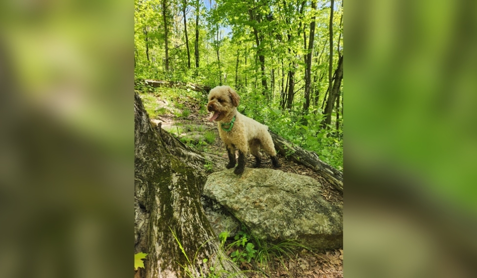 Can Mini Poodles Hike?
