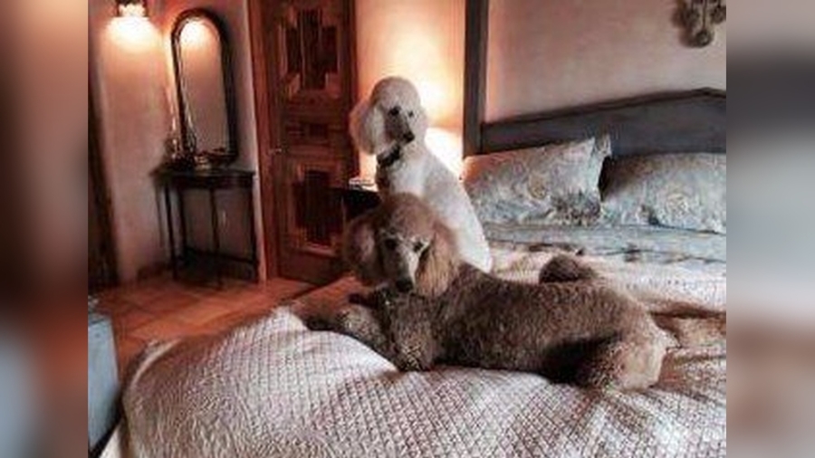 Can Poodles Be Left Alone?