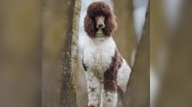 Can Poodles Be Multicolored?
