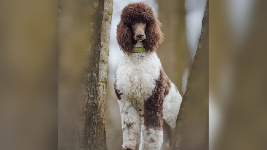 Can Poodles Be Multicolored?