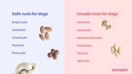 Can Poodles Eat Cashews?