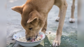 Can Poodles Eat Rice Every Day?