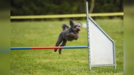 Can Poodles Jump High?