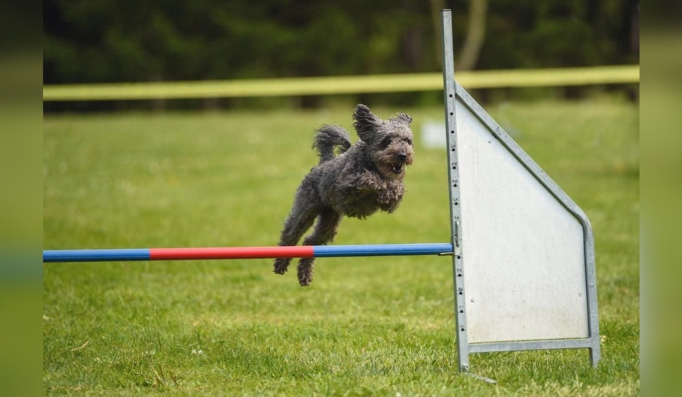 Can Poodles Jump High?