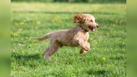 Can Poodles Run Fast?