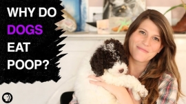 Do Poodles Eat Poop?