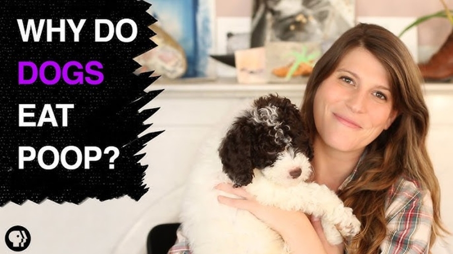 Do Poodles Eat Poop?