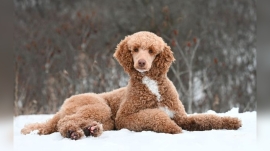 Do Poodles Get Cold?