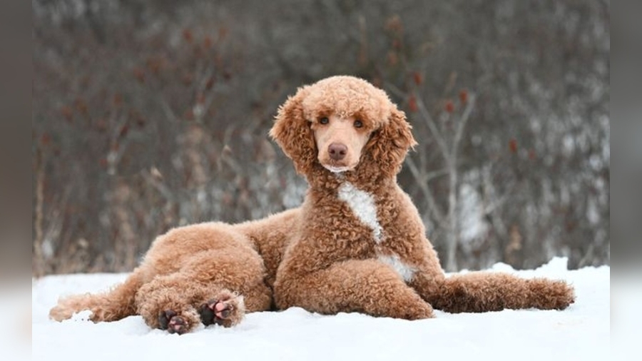 Do Poodles Get Cold?