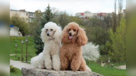 Do Poodles Have Hair Or Fur?