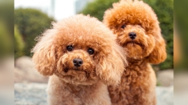 Do Poodles Have Pet Dander?