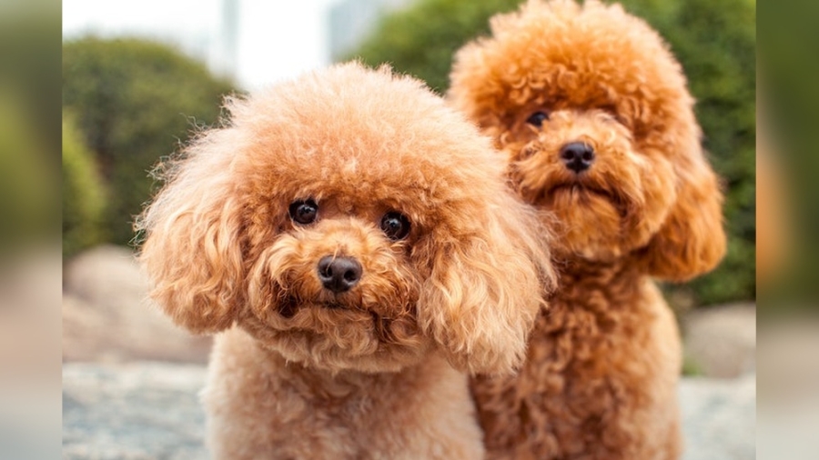 Do Poodles Have Pet Dander?