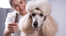 Do Poodles Have Undercoats?