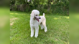 Does a Poodle’S Hair Keep Them Cool?