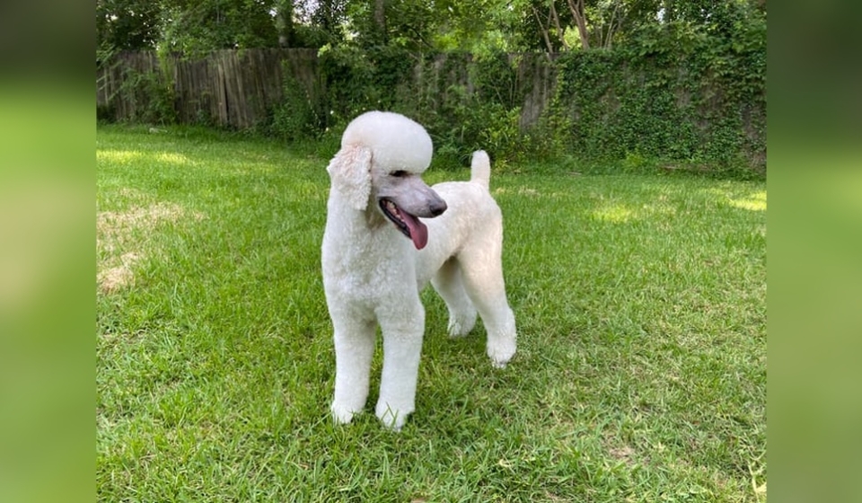 Does a Poodle’S Hair Keep Them Cool?